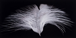 Baby Feather